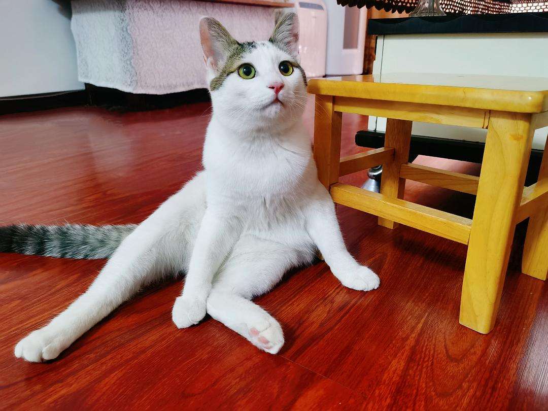 猫咪和人类相处得很好的原因,当猫和人类一起生活久了