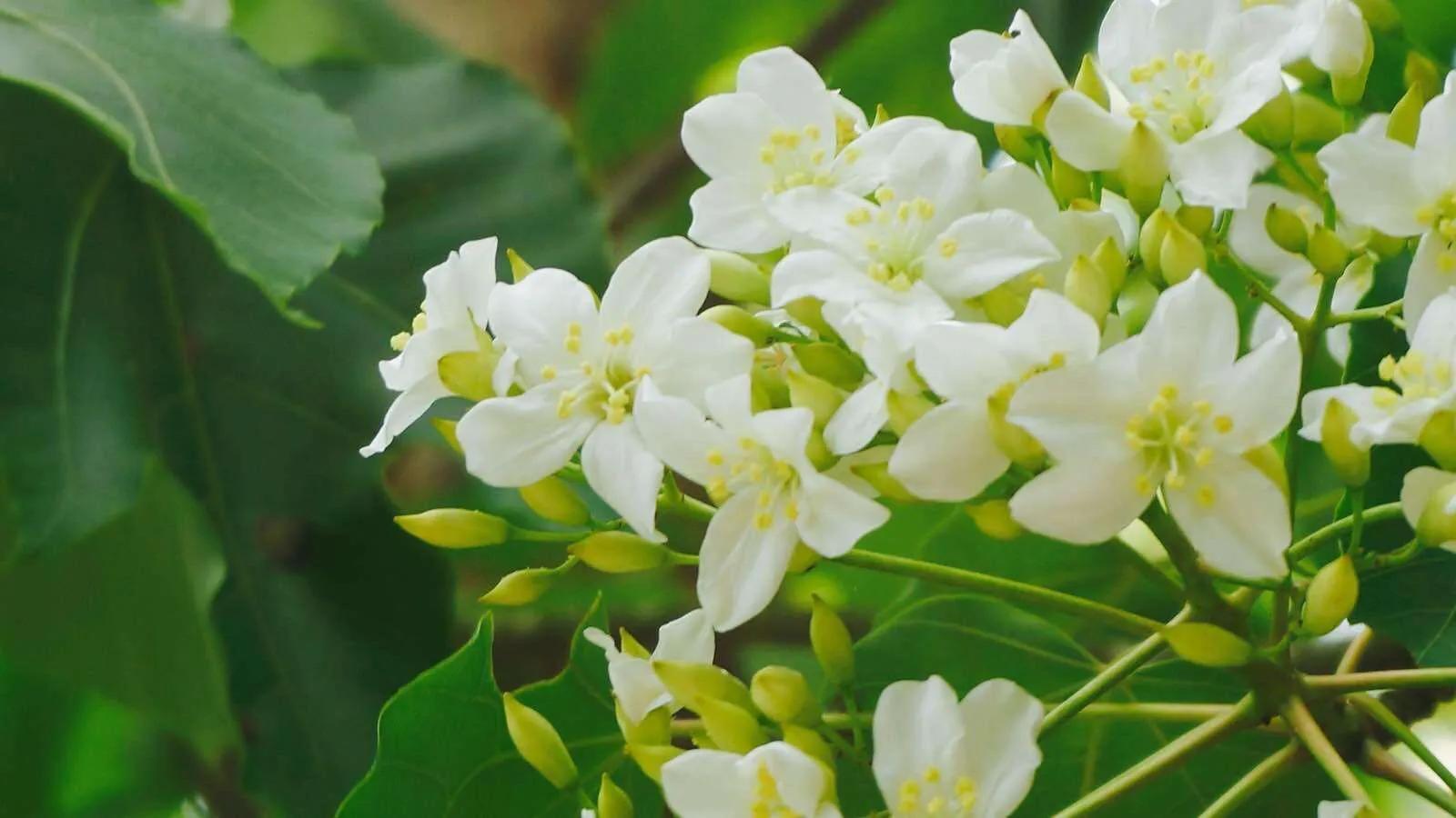 五月是油桐花的季节,油桐花美景图片