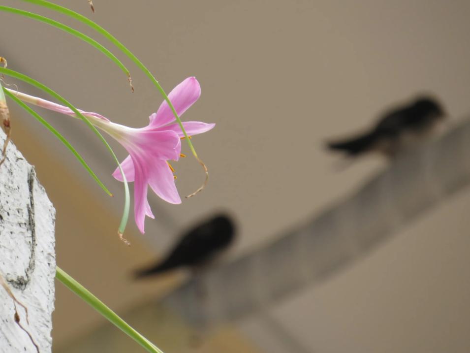 春日正好莫负春光,春日诗集大赏