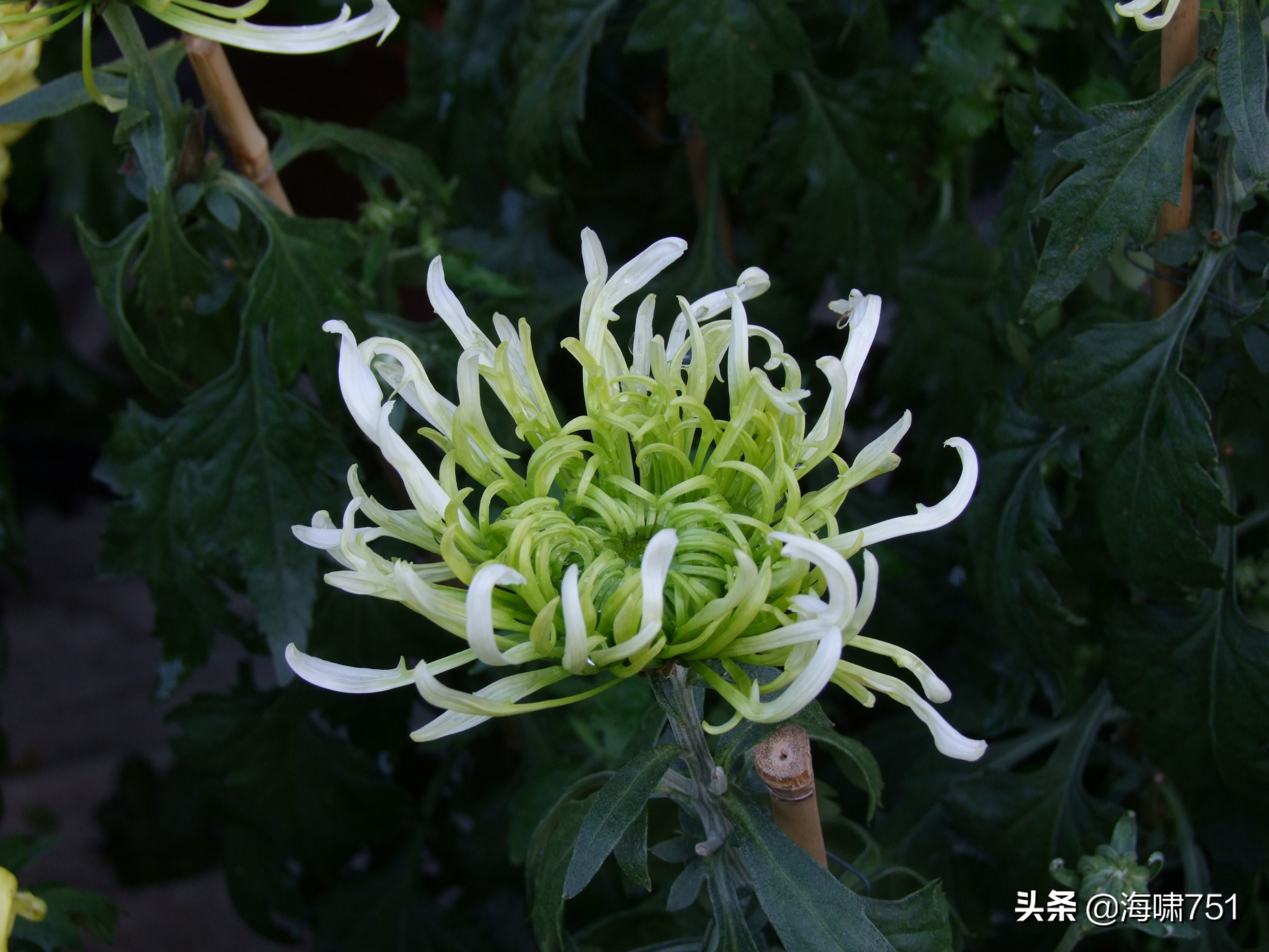 黄花岗公园开放时间,黄花岗公园停车