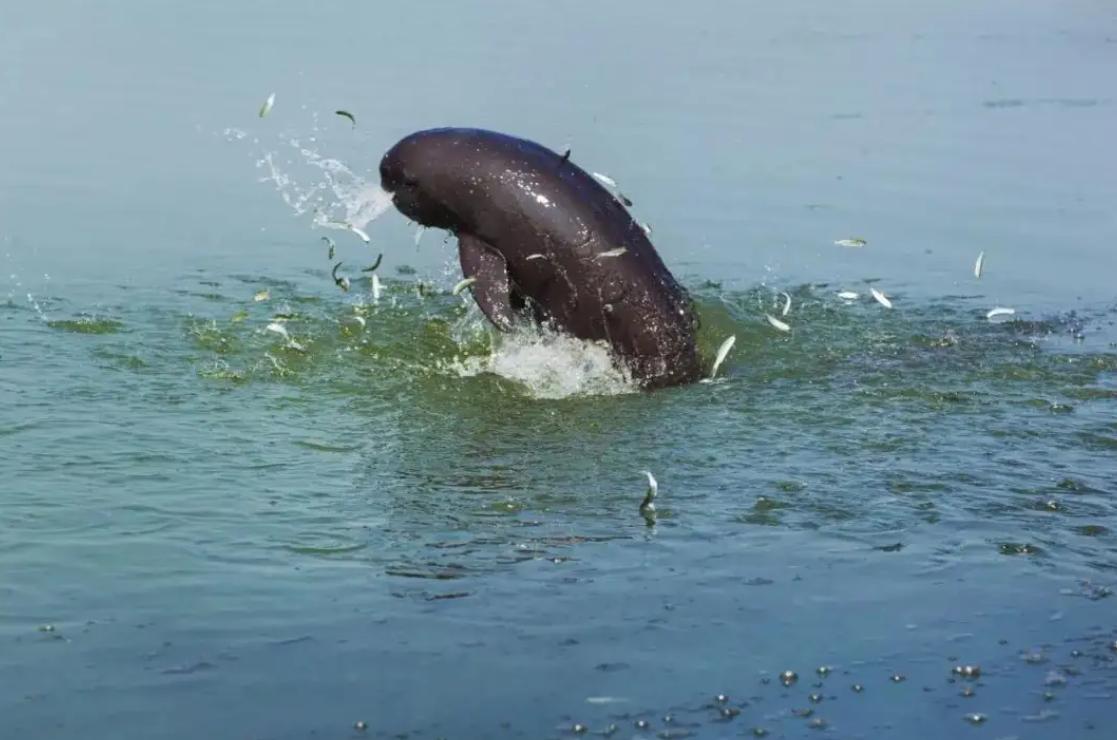 长江禁捕刀鱼哪里来的,长江十年禁捕刀鱼多吗