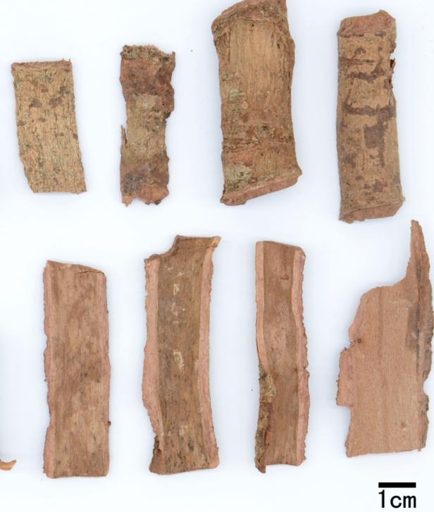 土荆皮显微鉴别图片,什么代替土荆皮