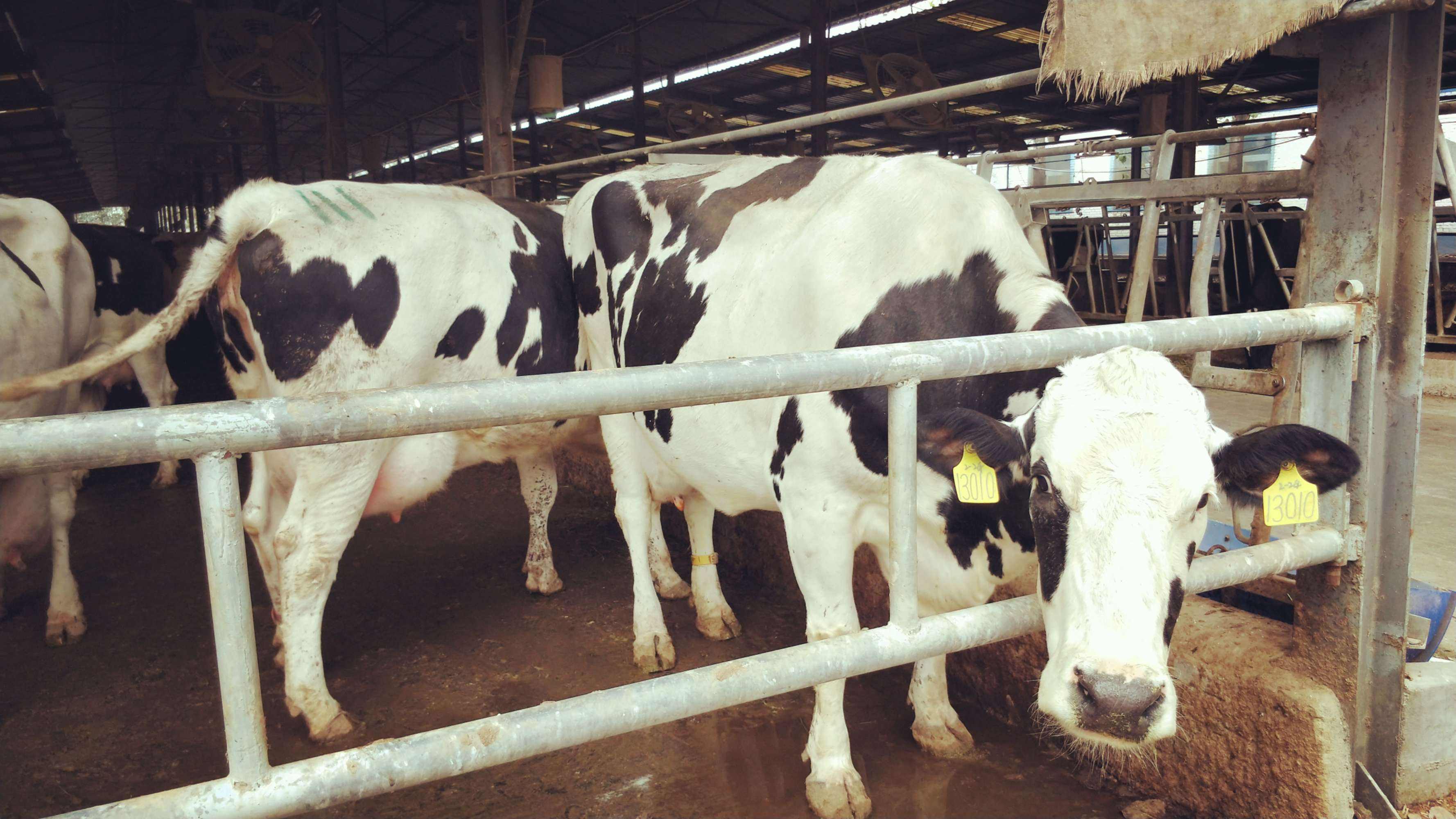 奶牛酸中毒怎么治疗最有效,奶牛瘤胃怎么改善