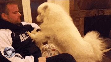 隔壁邻居偷了我家的狗,隔壁邻居偷我家狗