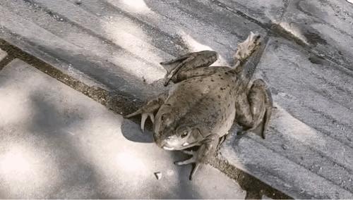 动物趣图2016,动物趣图视频大全