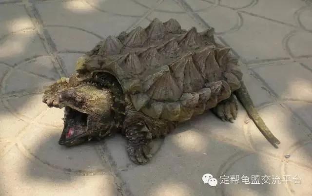 大鳄龟和小鳄龟杂交出来的品种,鳄龟哪个品种比较好