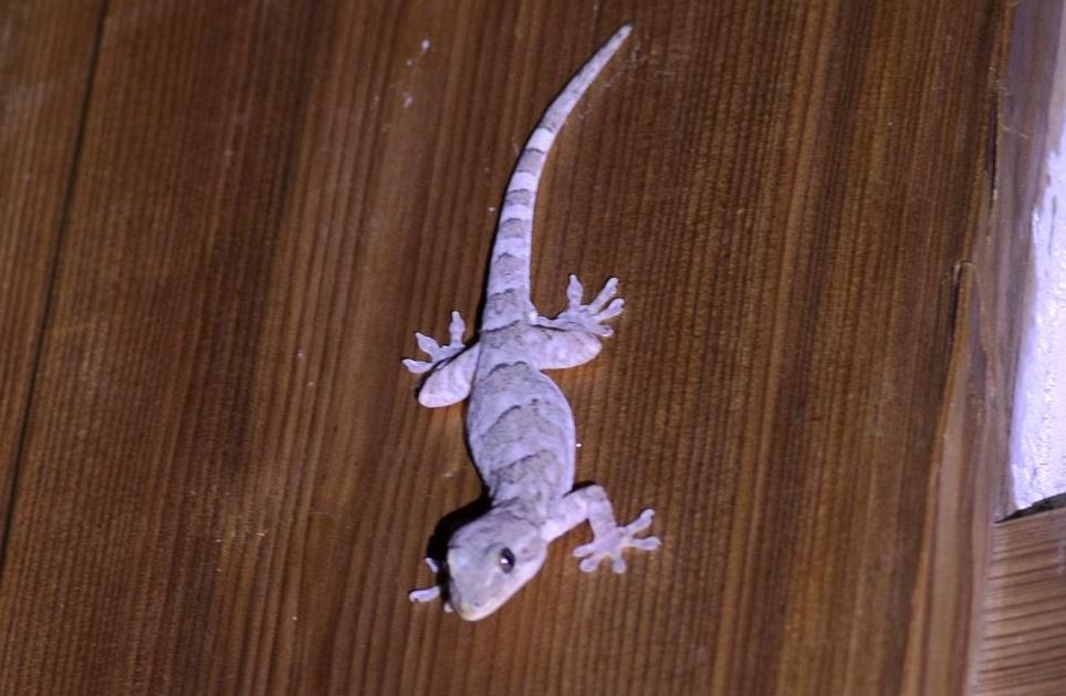 壁虎有毒吗为什么叫五毒,人畜无害的壁虎