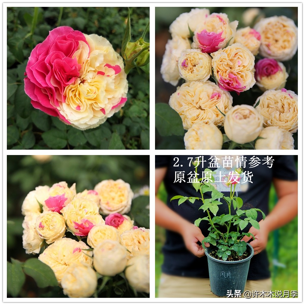 藤本月季嫁接苗和扦插苗哪种好,红龙月季扦插苗好还是嫁接苗好