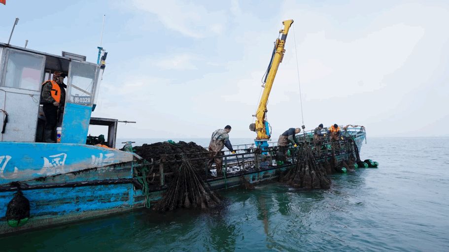 这座不起眼的山东小城，搞生蚝能有多猛？