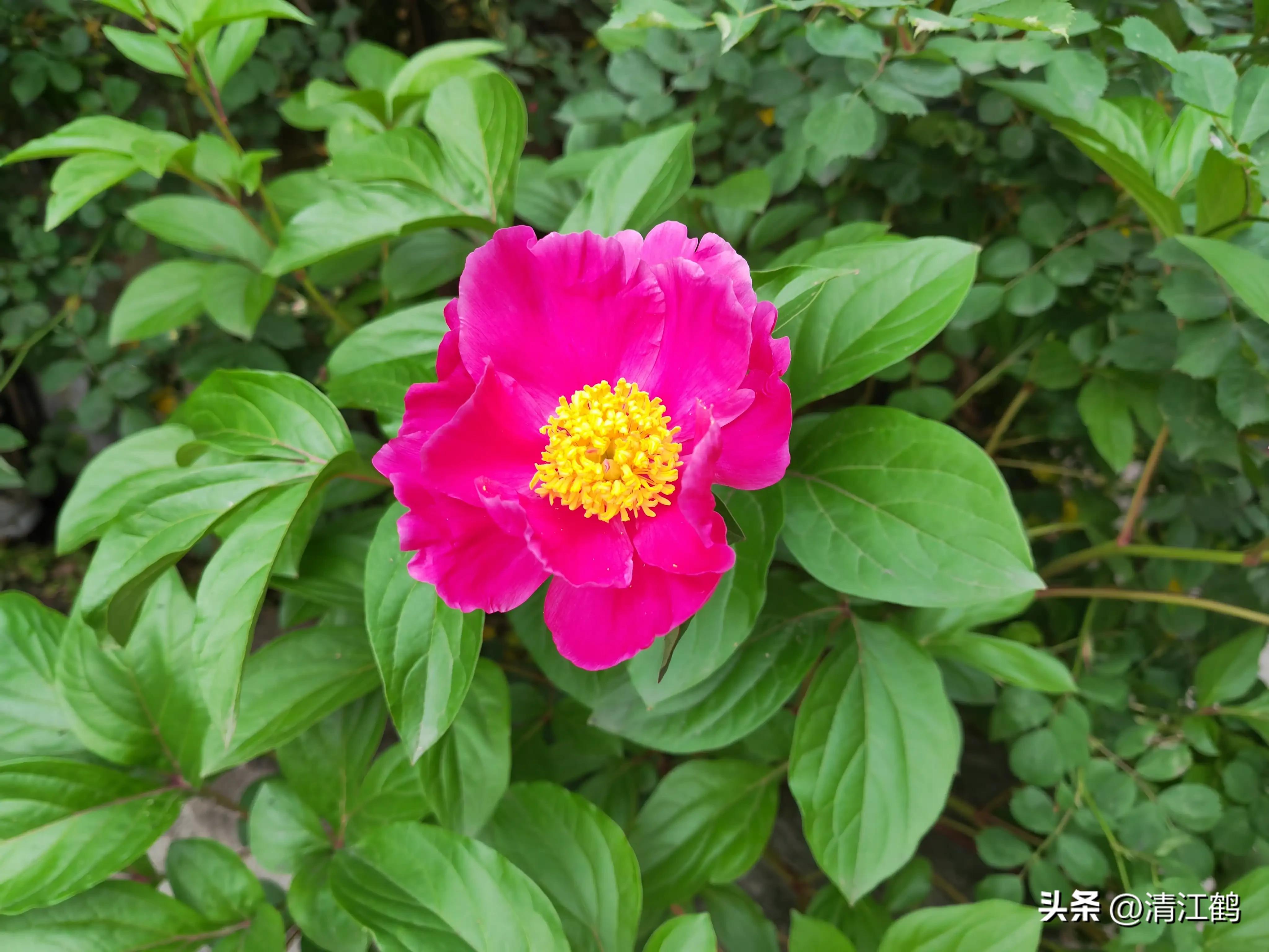 农作物最佳施肥时间和方法,作物长得不旺怎么办