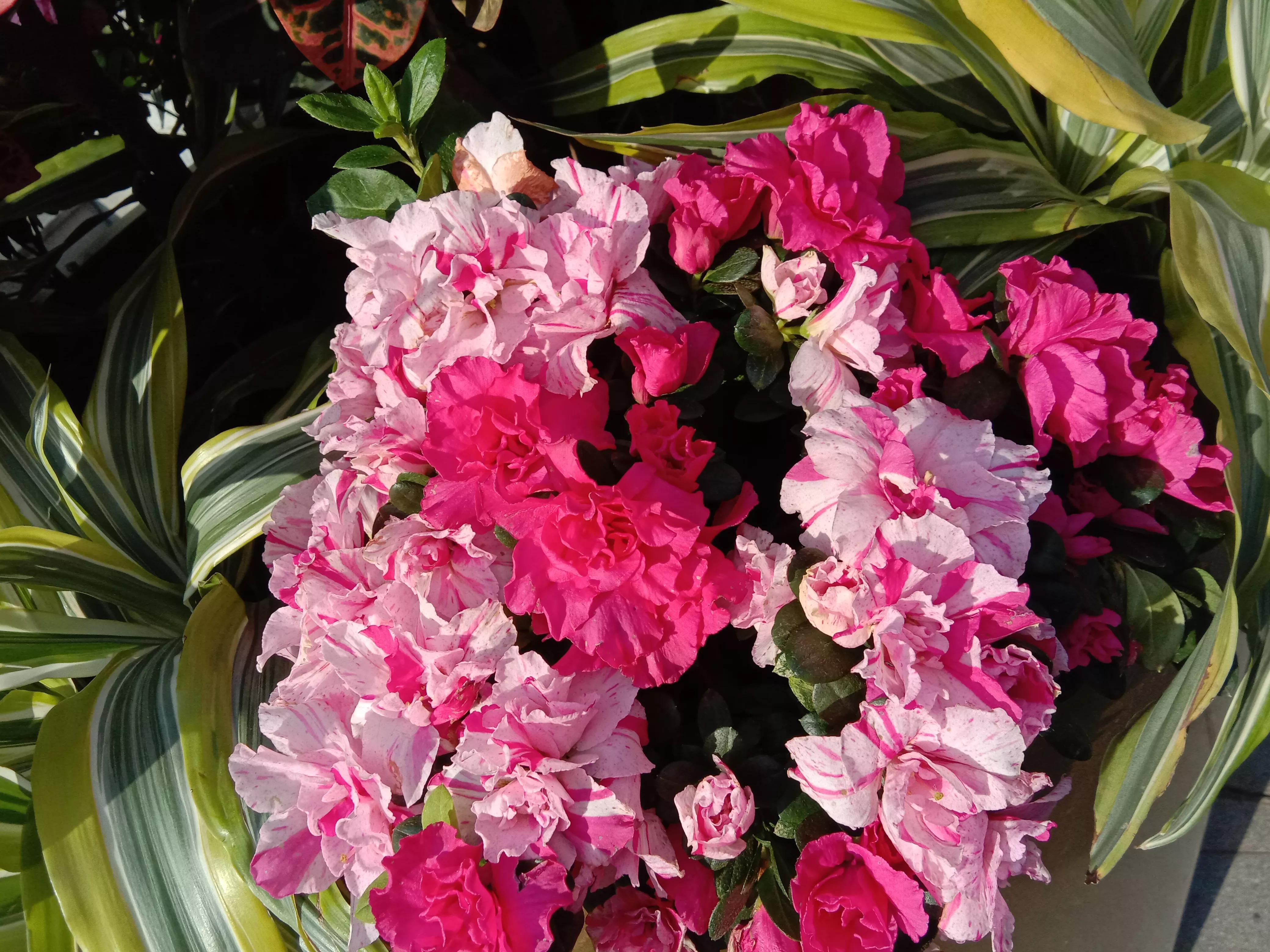 花开花香浓郁,花开花香粤语