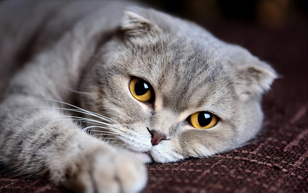 弃养率第二高的品种猫,弃养的猫比野生的猫多吗