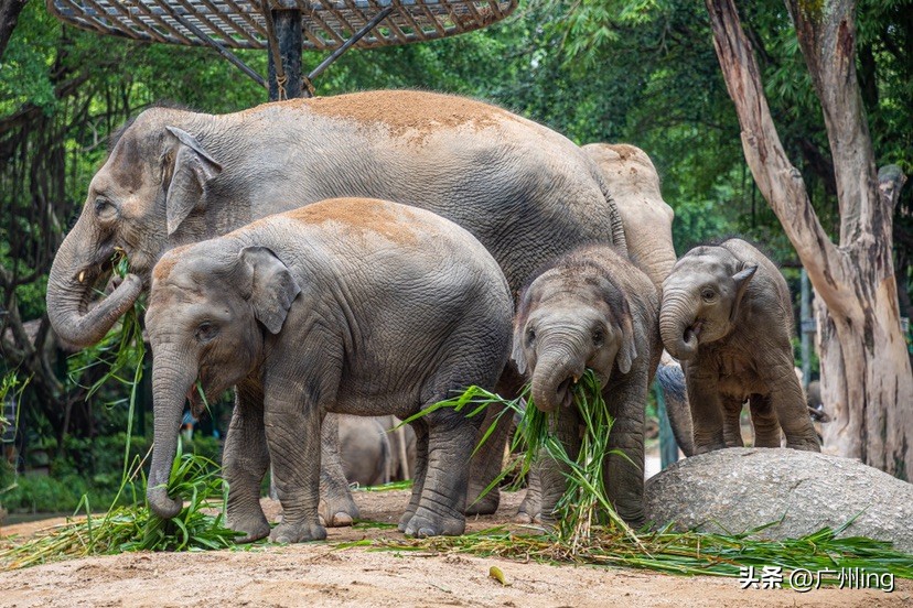 世界大象日了解亚洲象大种群,大象培育巨象