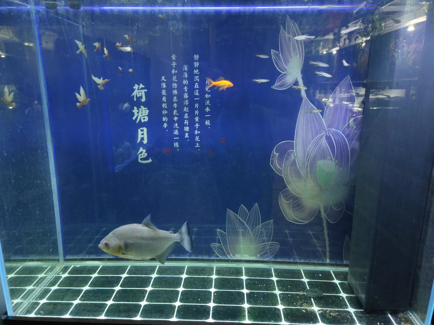 怎么防止鱼缸爆胶,鱼缸内部玻璃胶发霉