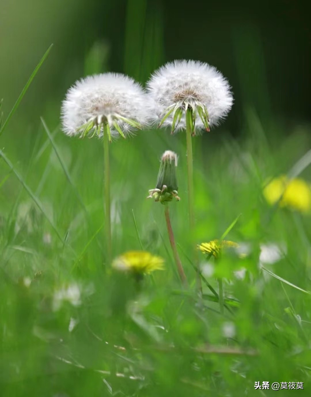 50种常见鲜花的花语大全,各种鲜花的花语和寓意图片欣赏