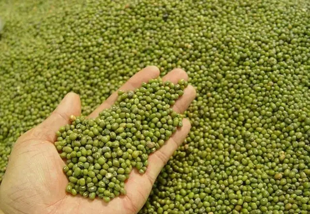 煮绿豆不让变红方法,绿豆不用泡就得煮的诀窍