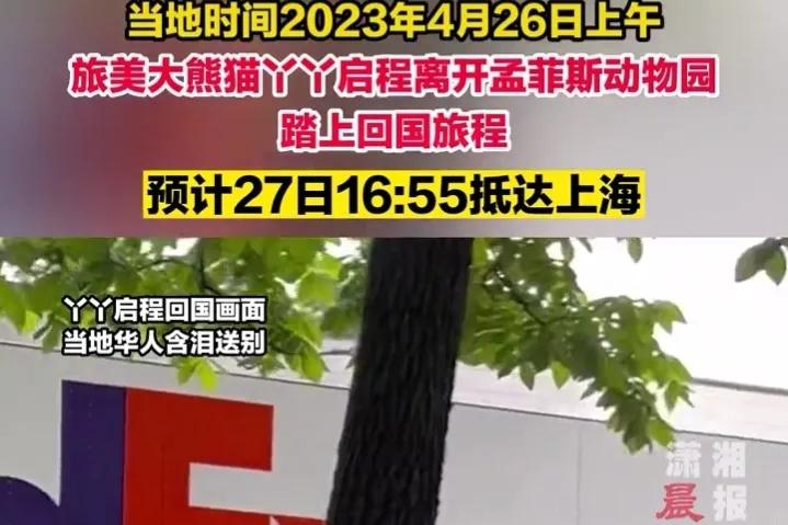 丫丫启程回国最新版本,丫丫启程回国时间