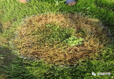 草坪要除草的方法,草坪锈病的病害预测及防治策略