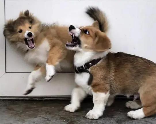 狗狗交配难舍难分？真正的原因，很多铲屎官都不知道