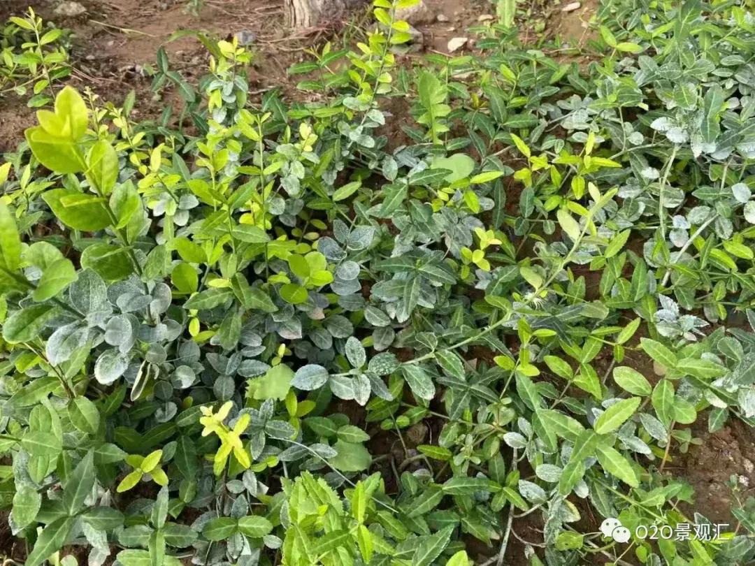 植物病害知识全解,春季植物病害防治方法