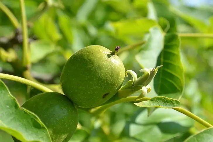 一到这个季节,商洛人的手就黑到发亮