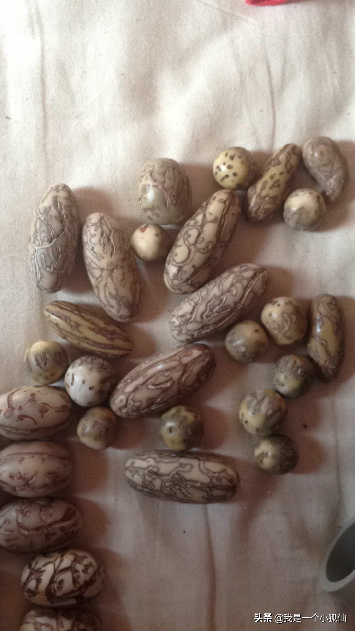 我在非洲安哥拉采辣木籽（我在安哥拉的日子313）