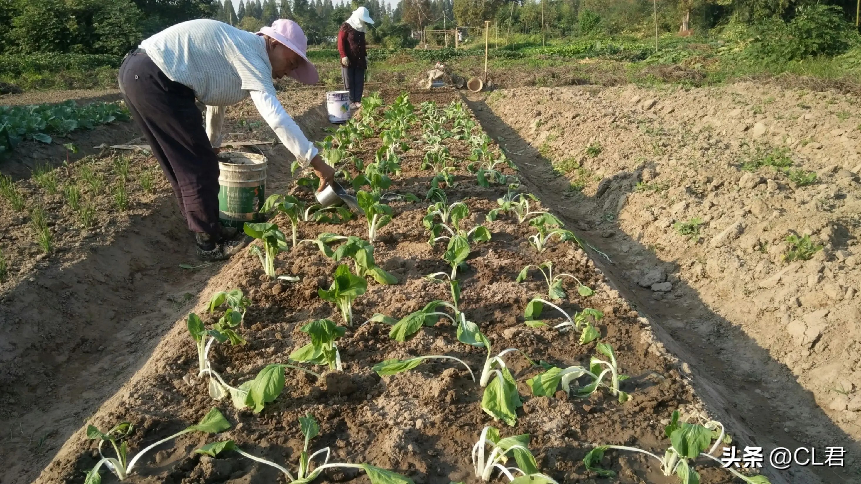 种菜小妙招蔬菜浇水口诀,种菜简单正确的浇水方法