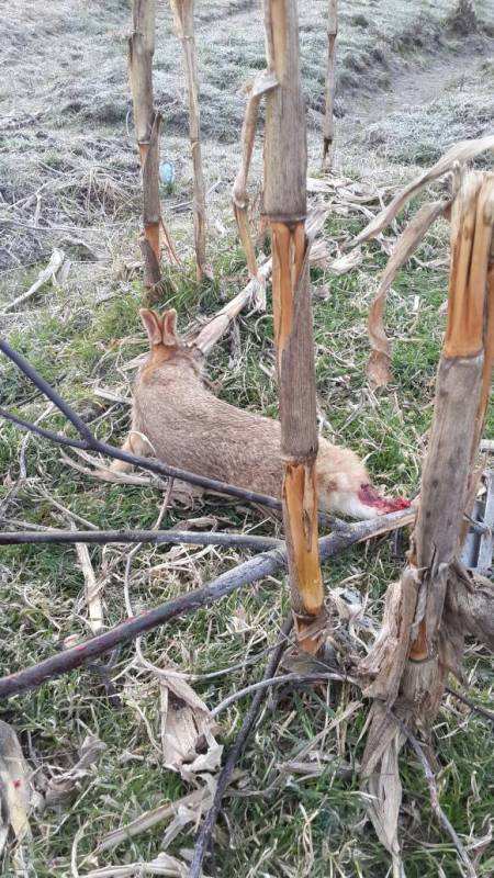 西高地抓兔子吗,在野外看见兔子怎么捕捉