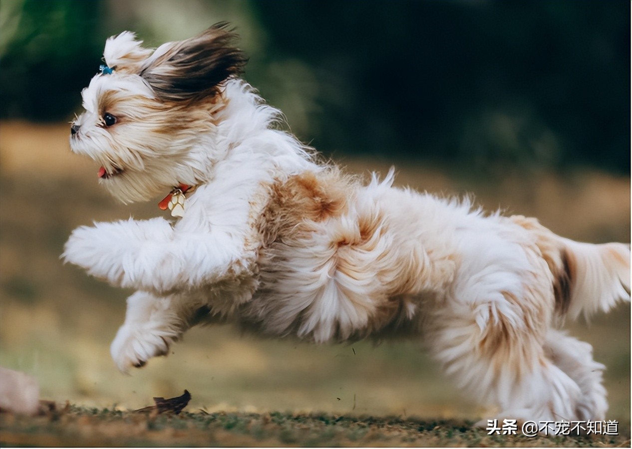 狗狗吃维生素e的作用和功效,狗狗可以吃维生素e胶囊