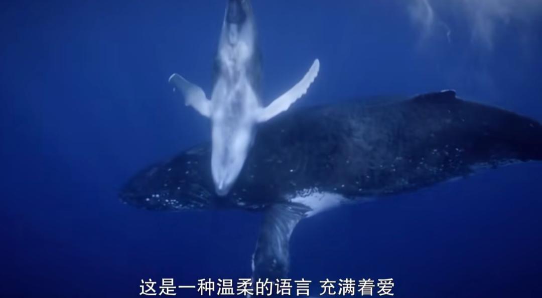 豆瓣排名第五摄人心魄的好片,豆瓣8.6分今年看过最良心的电影