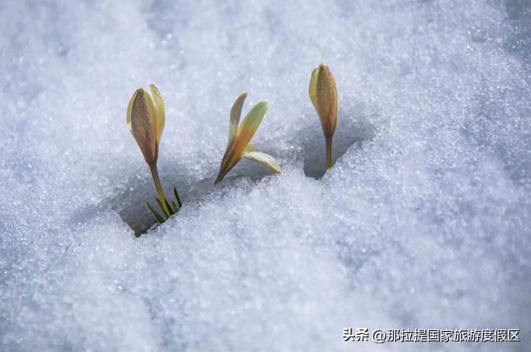 花开那拉提完整版,野百合的春天摄影作品欣赏