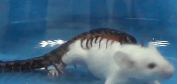 蜈蚣毒性与蜈蚣大小有关系吗,蜈蚣毒性与蜈蚣大小有关吗