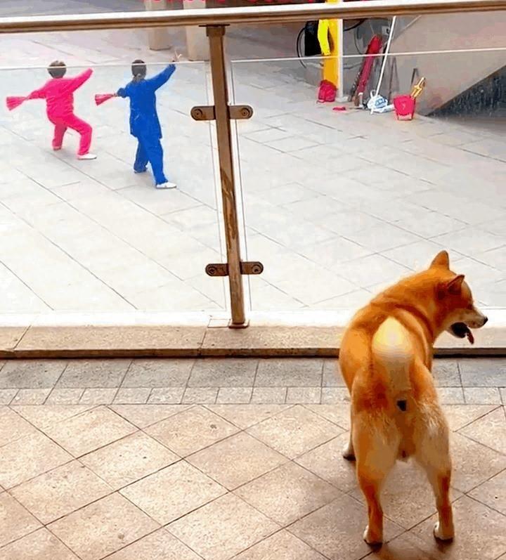 狗咬女人的事件原因,狗咬女孩子事件