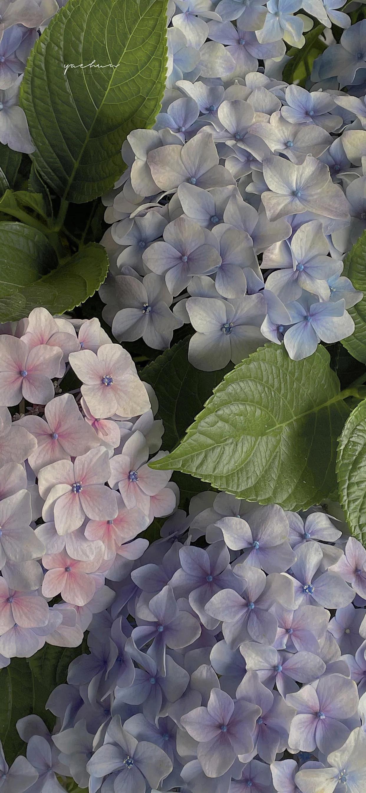 各种好看的手机壁纸,看上去比较好看的手机壁纸