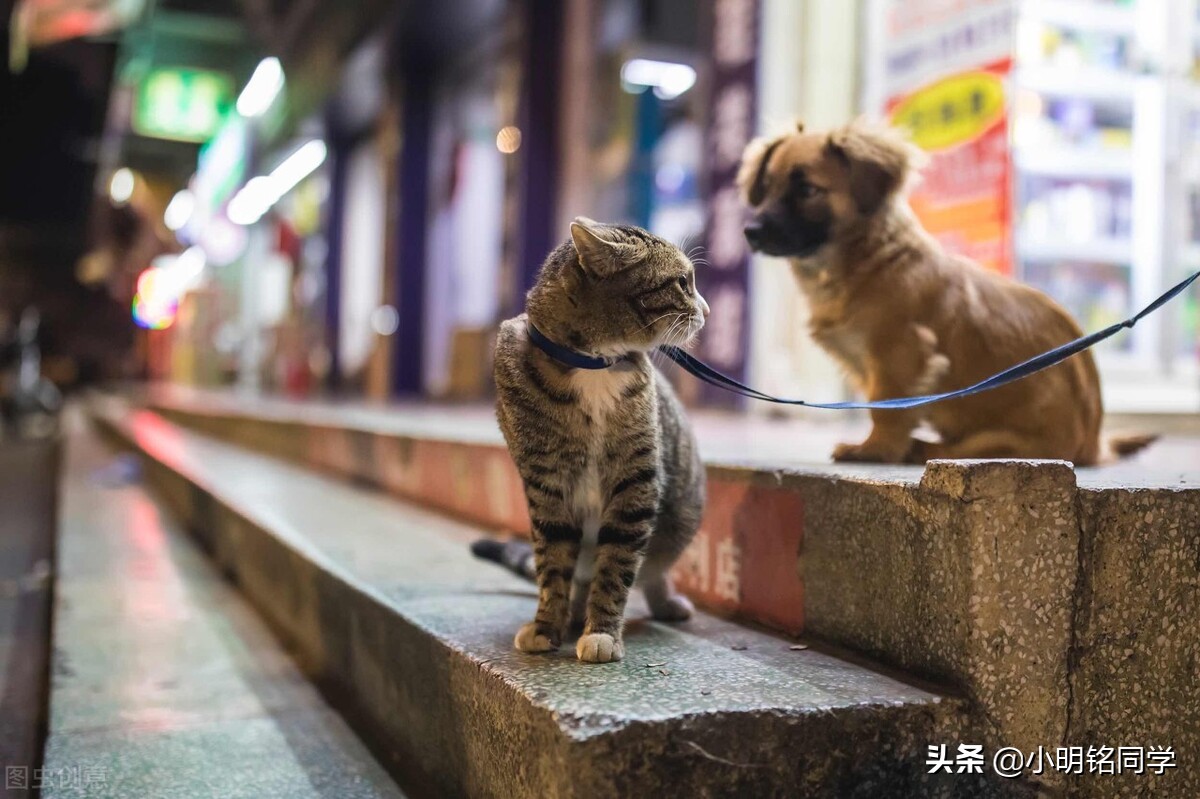 养什么猫狗不掉毛,养猫沙发用什么面料好
