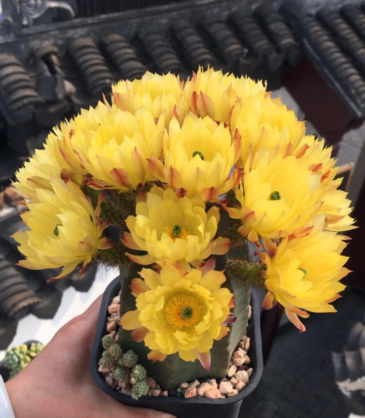 美丽/奇异花草欣赏系列——各种仙人球之“虾”