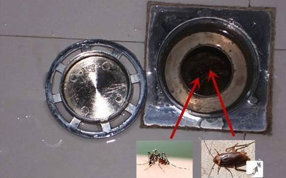 家里有蟑螂会飞怎样快捷清除,床上有蟑螂地上没蟑螂