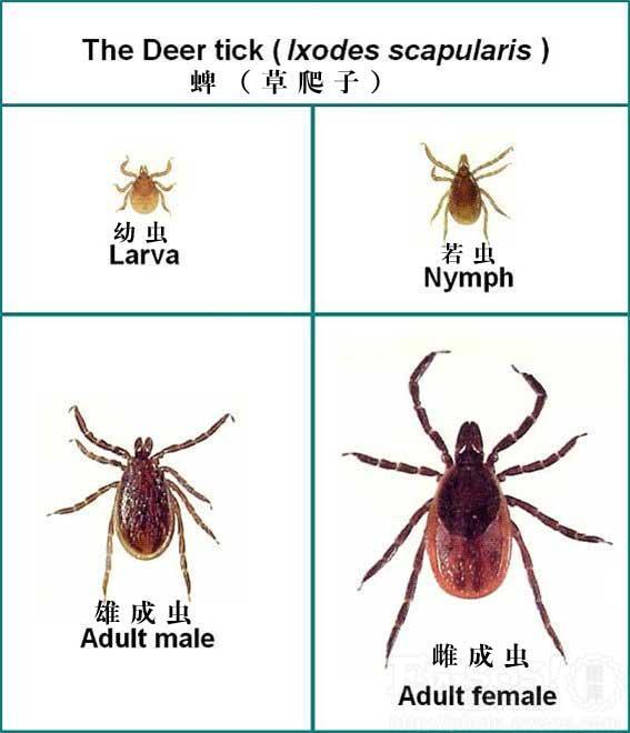 蜱虫致4位老人死亡,河南又一老人因蜱虫病死亡