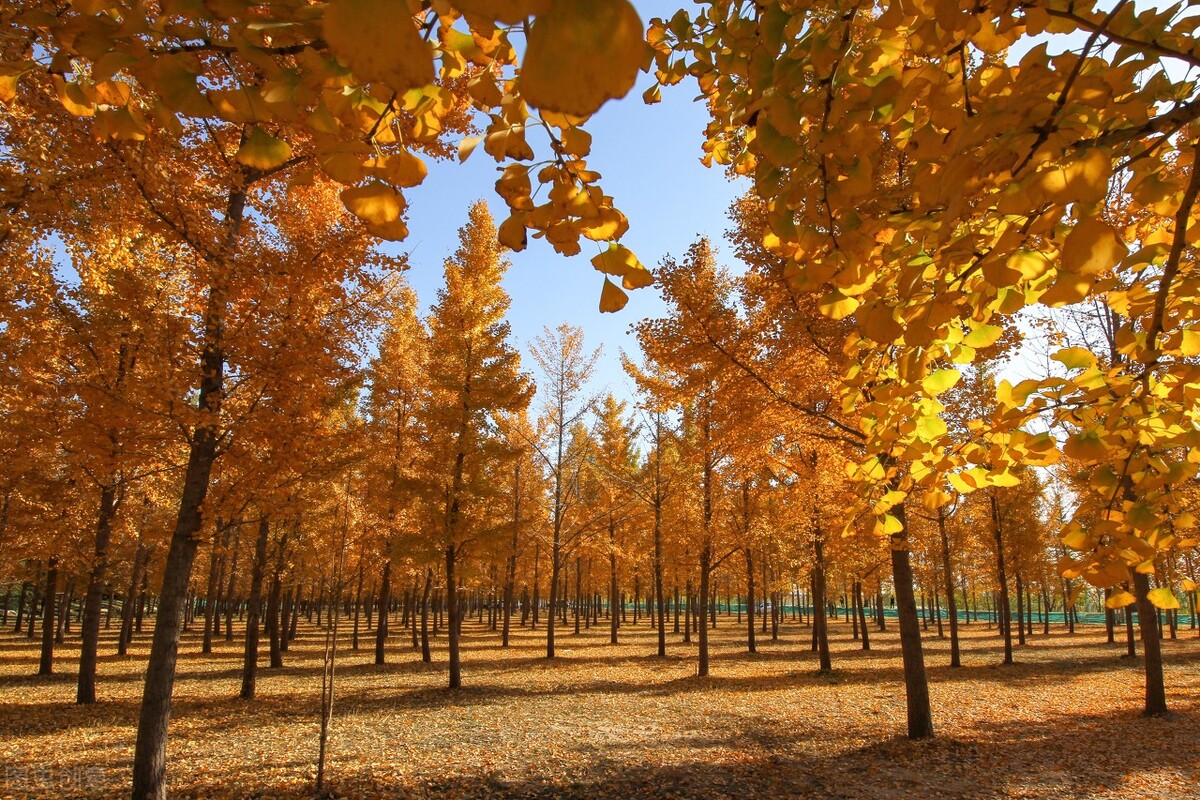 没想到济南的秋天竟然可以这样美,秋天济南哪个景区最美