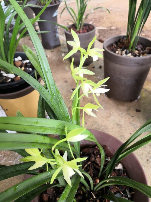 大凤素兰花可以存活几年,大凤素和青山玉泉哪个兰花好