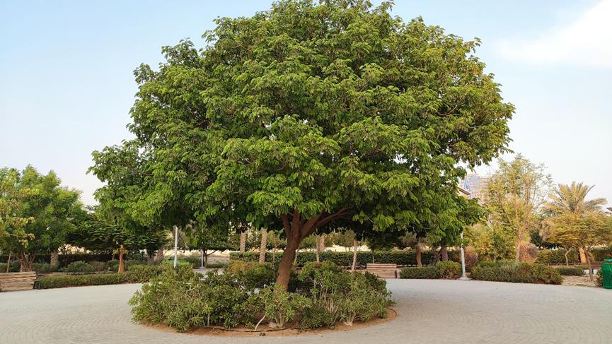 迪拜适合养什么植物,迪拜常见花草