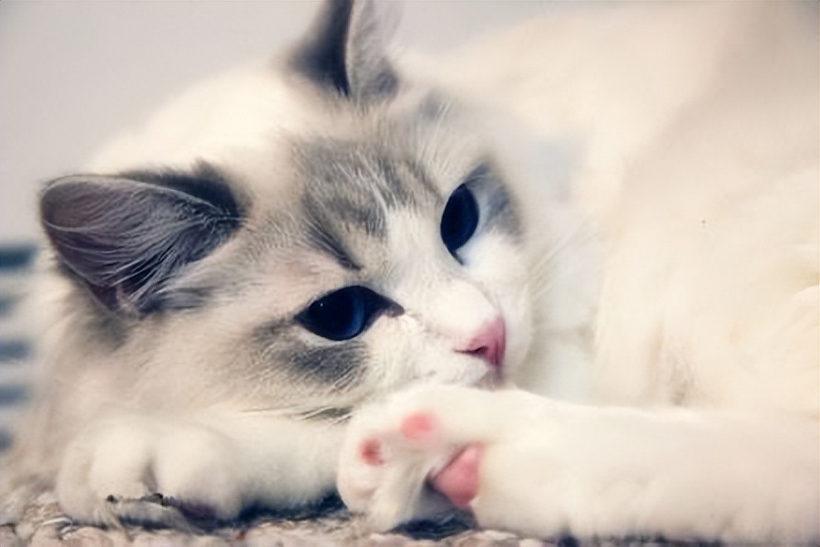 怎么线上买猫,想要买猫去哪里买