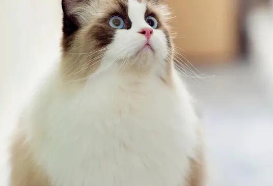 猫咪能不能吃火腿肠,猫咪不能吃的水果和蔬菜