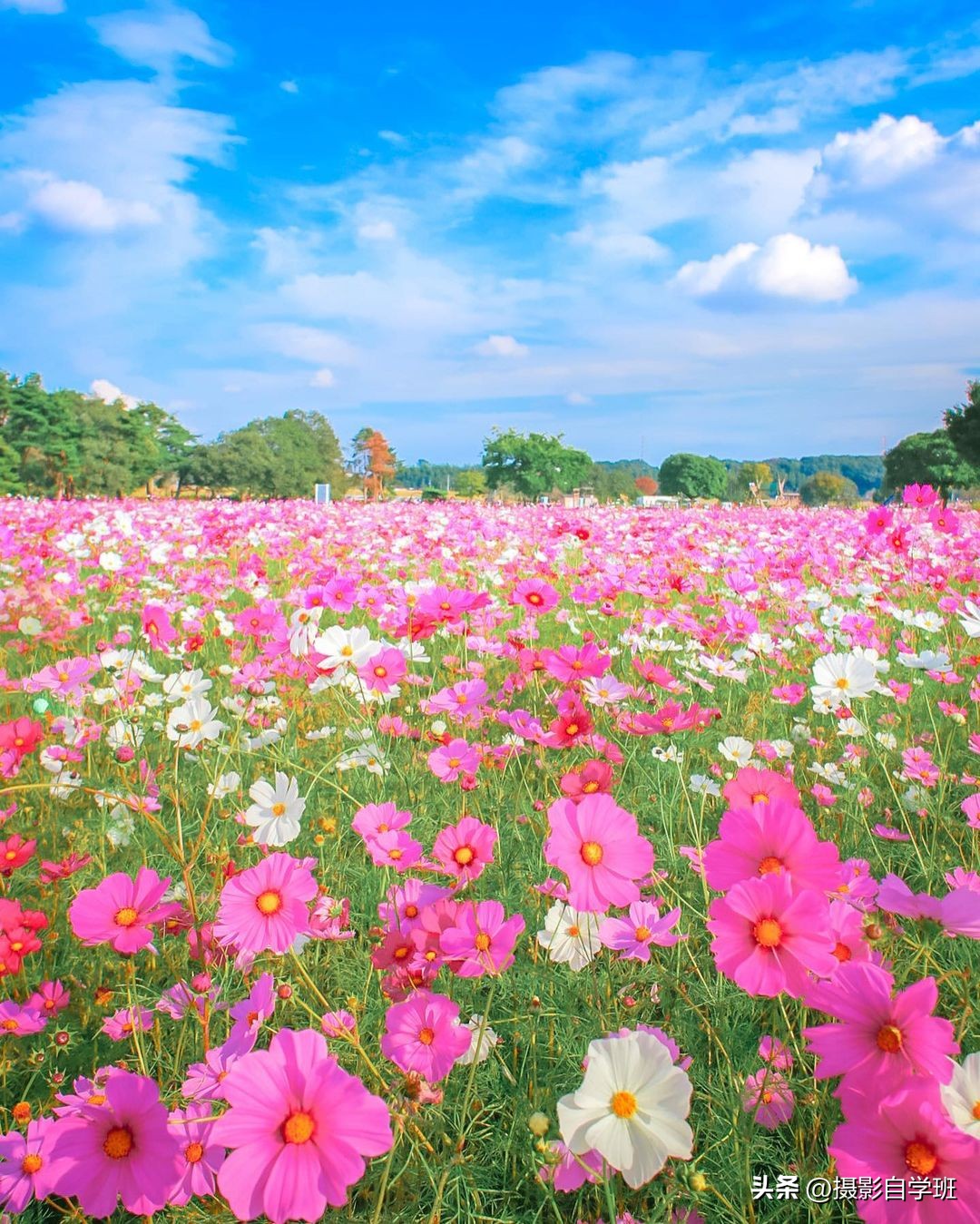 格桑花拍摄技巧,格桑花怎么拍照好看