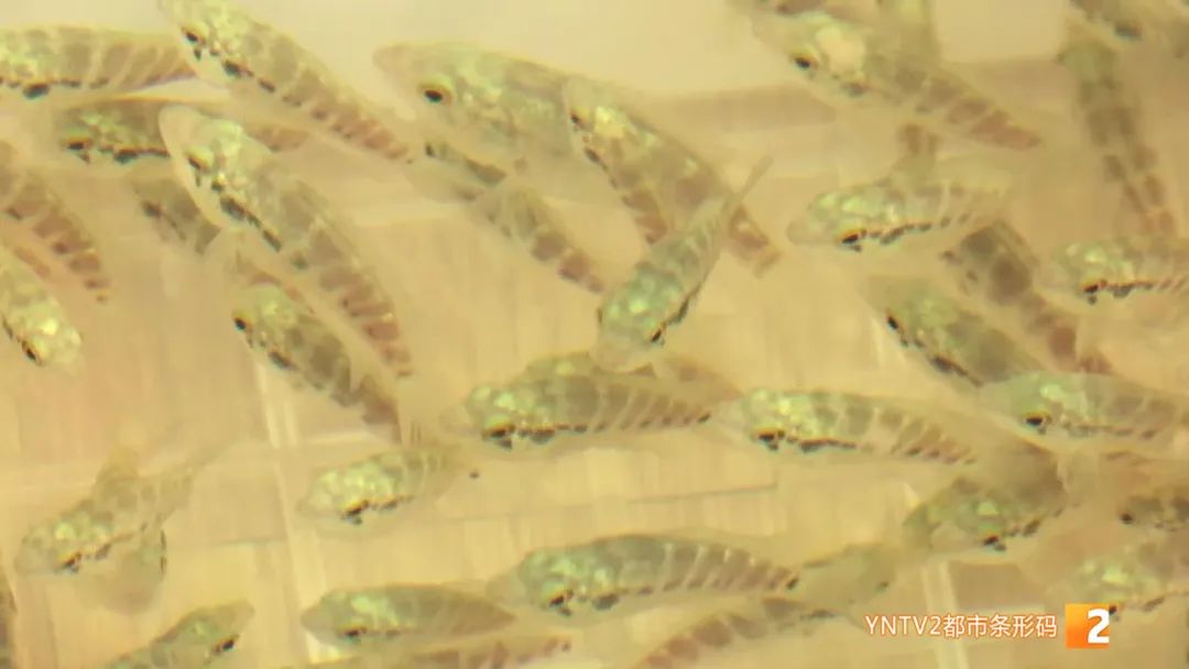 云南86种土著鱼实现人工驯养繁殖,云南土著鱼人工繁育