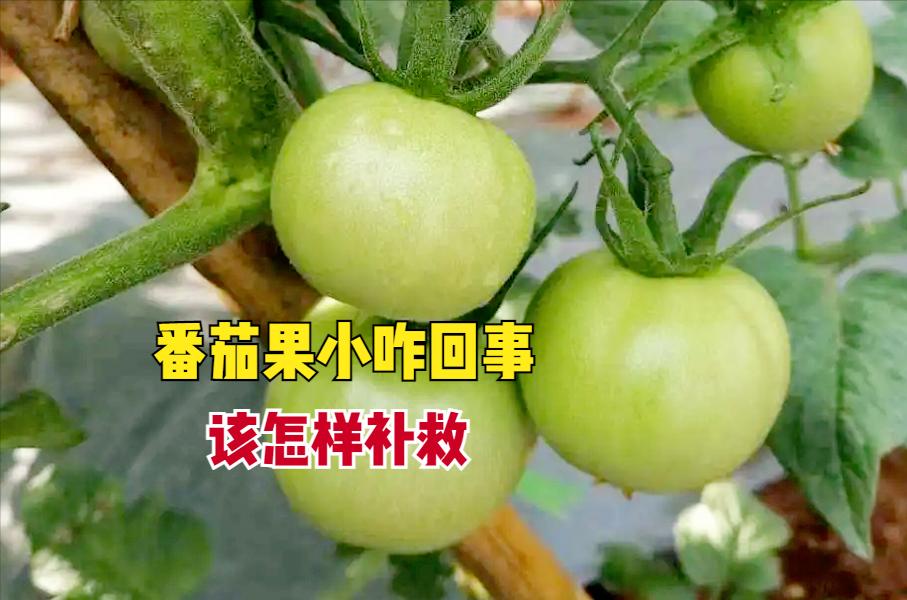 菜园长时间不种如何打理,菜园的蔬菜总是种不好怎么办