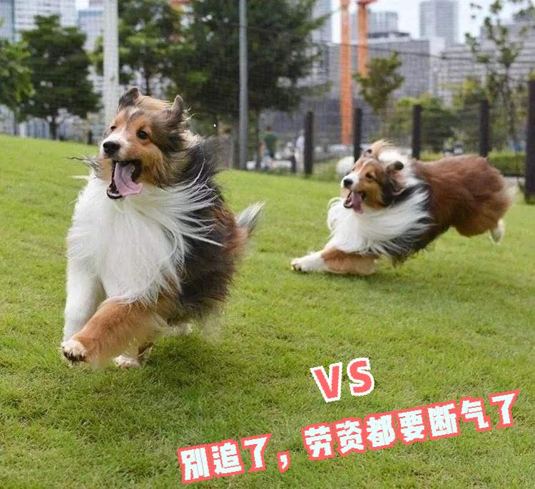 喜乐蒂幼犬多少钱一只,喜乐蒂多少钱一只