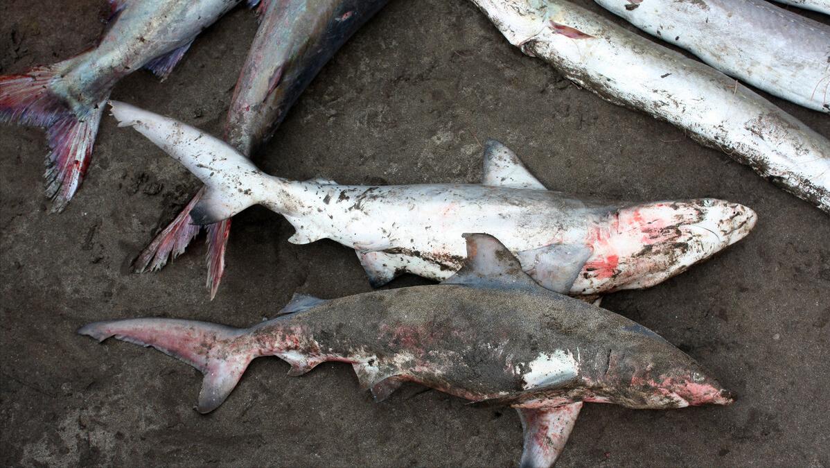 为什么鲨鱼只要鱼翅不要鱼肉呢,鲨鱼的鱼翅是什么味