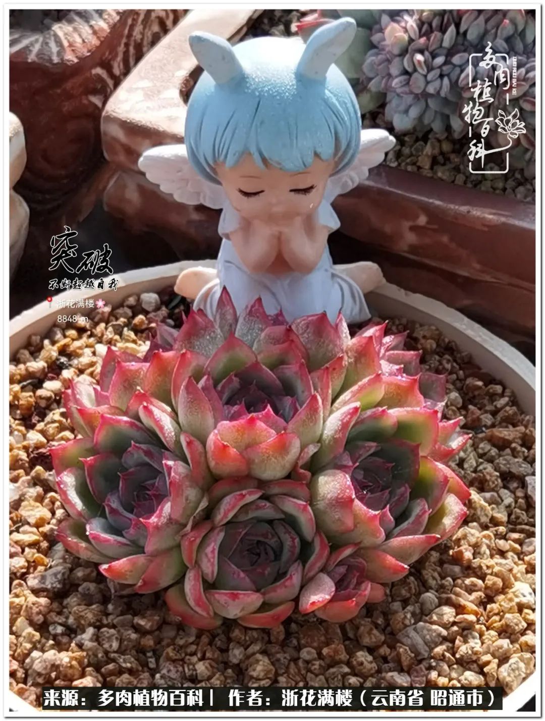 奔跑吧跑步,奔跑吧多肉盆栽