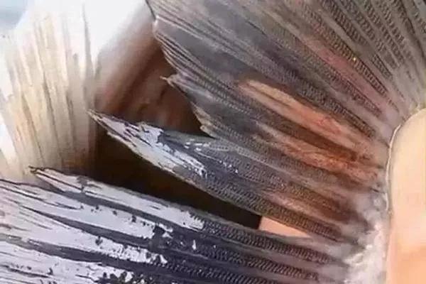 开春钓鱼有鱼在窝里,钓来的鲫鱼发红